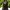 Siyah&Beyaz Puantiye / Gül detaylı Klips Saç Tokası